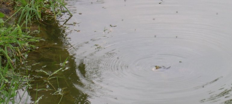 LES CARPES GOBENT LES PHRYGANES..